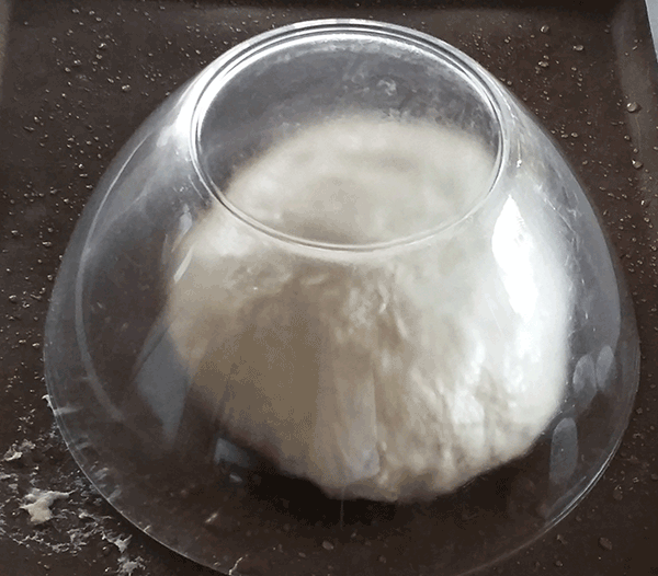 initial rising dough under glass on baking sheet
